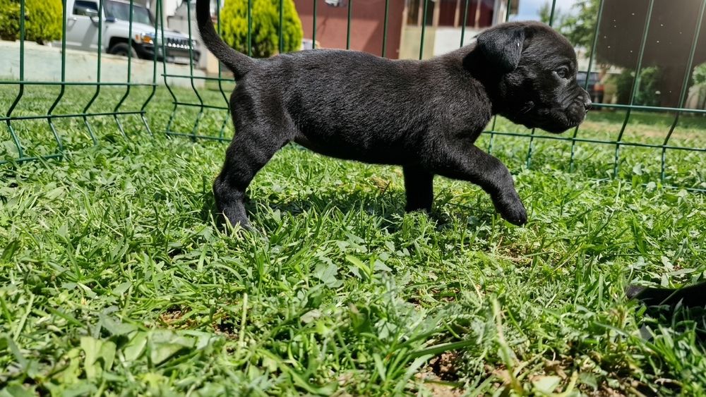 Продавам кане корсо