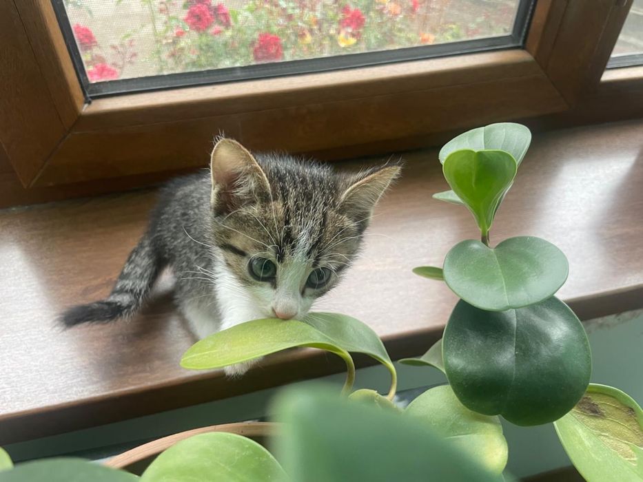 Отдам котят в хорошие руки