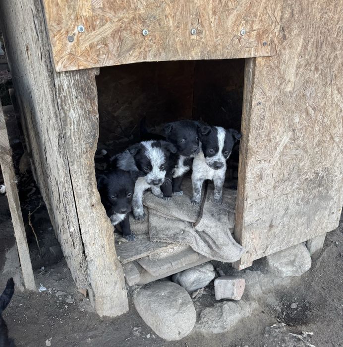 Отдам в добрые руки щенята