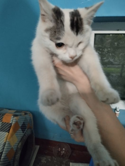Котенка в добрые руки