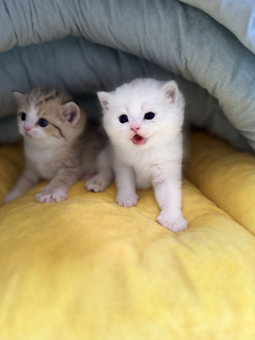 Продается сотилади