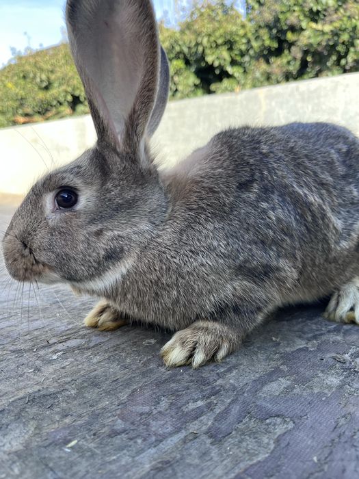 Vând iepuri california si urias german