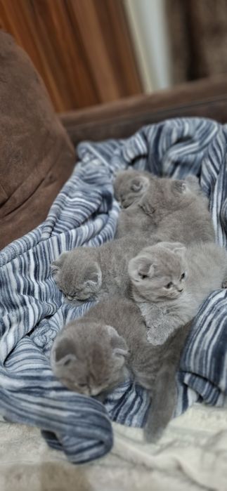 Pusicii Scttish Fold