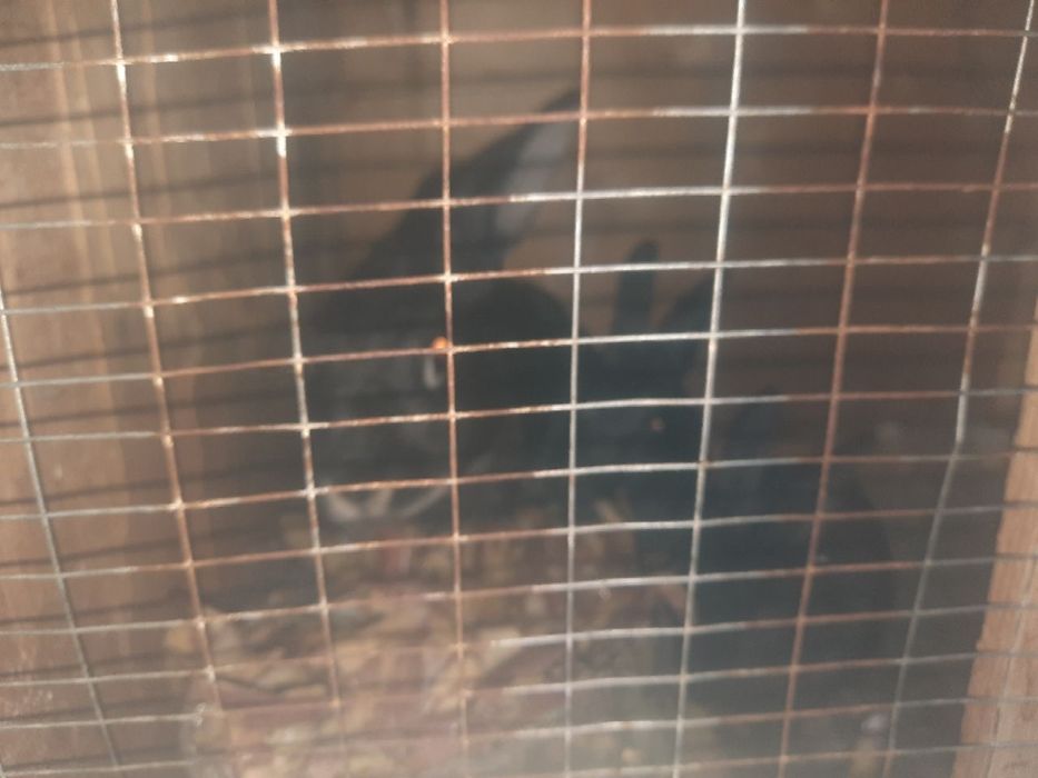 Quyon sotiladi qafasi blan