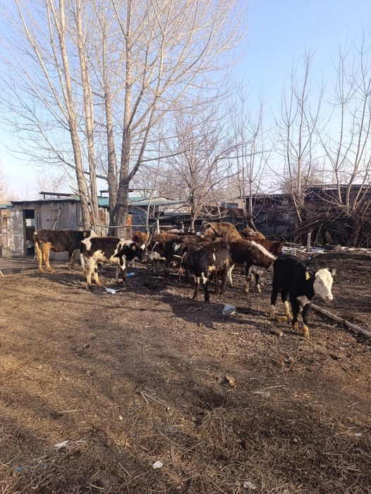 Бузаулар сатылады