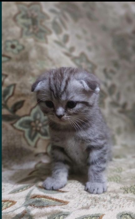 Шотландские котята открыта бронь