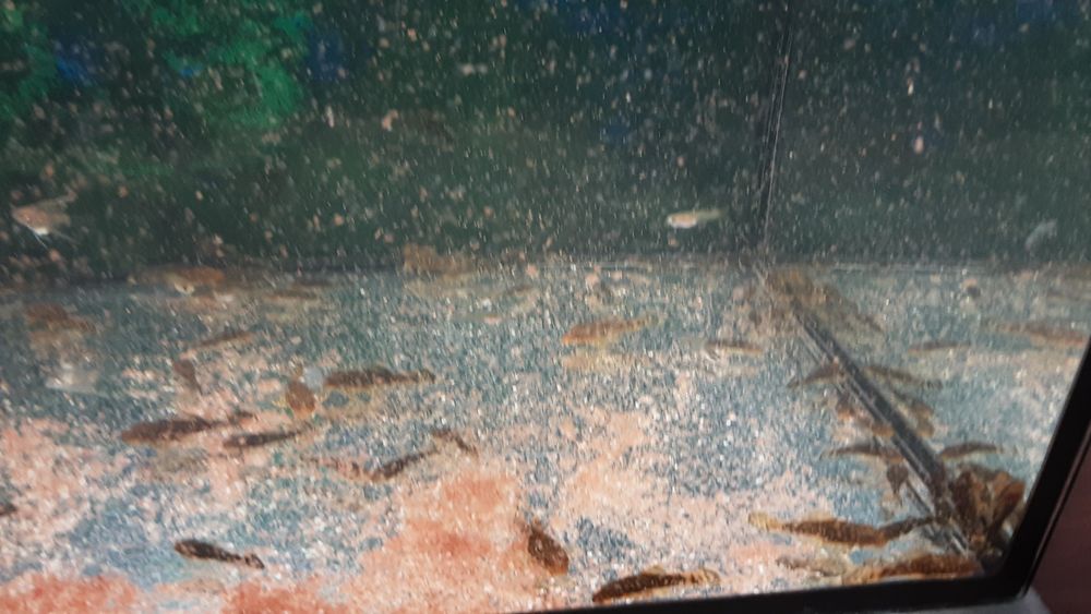 Анцитрусы.  300тг.