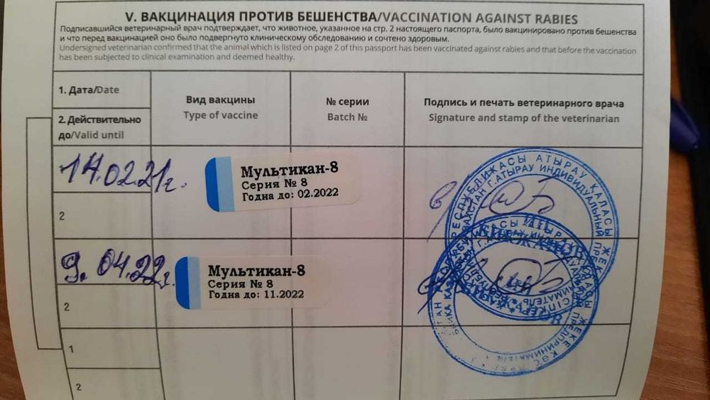 Ищем дом для собаки, любящих людей