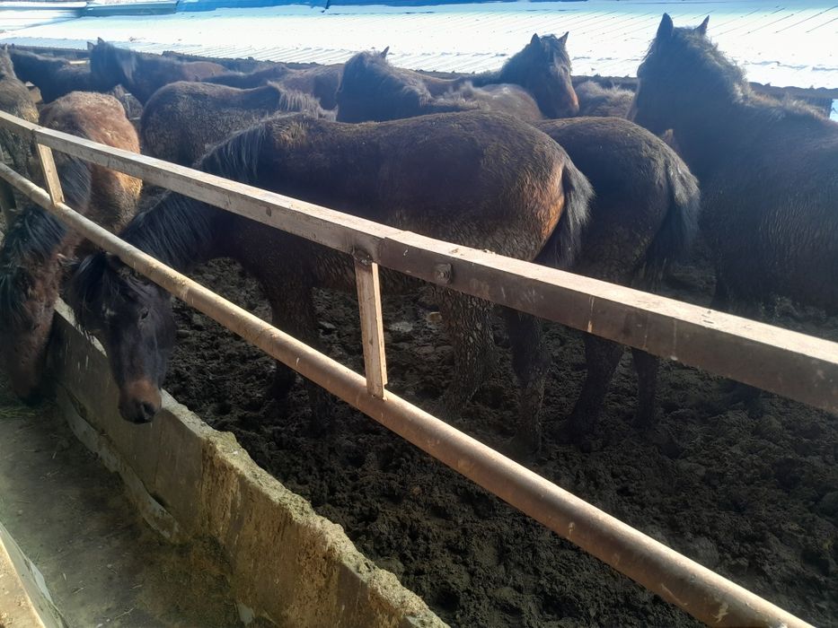 1.5 жасар сатылады