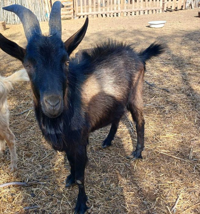 Теке, лақ сатылады.