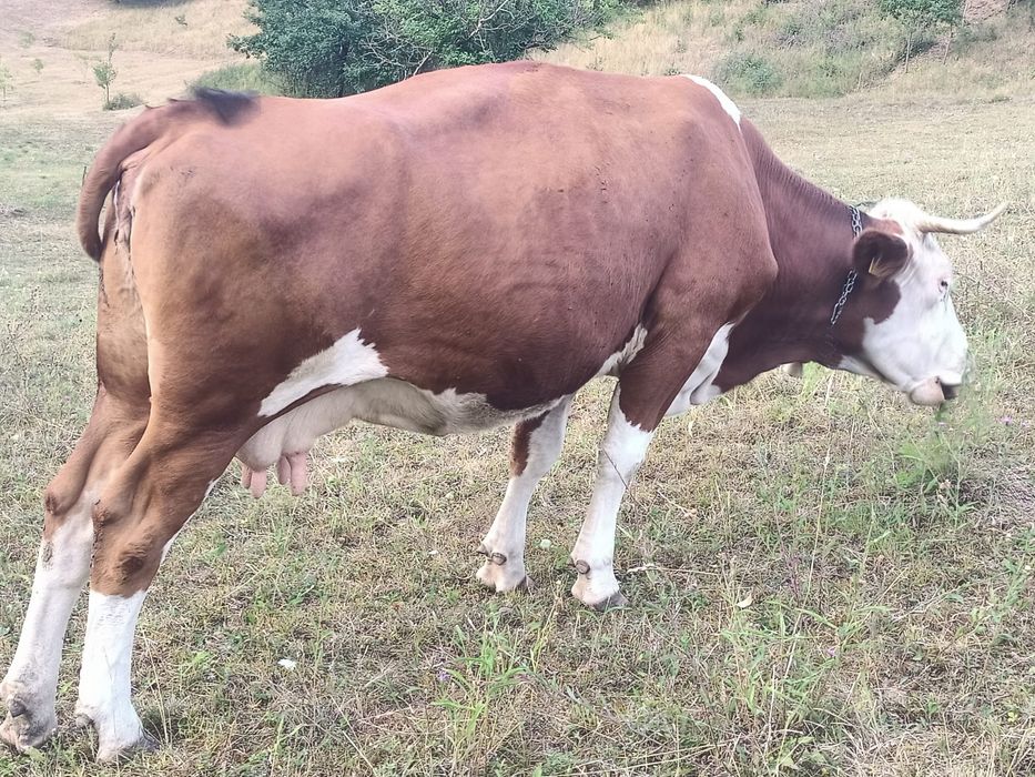 Vând vaca bălțată românească