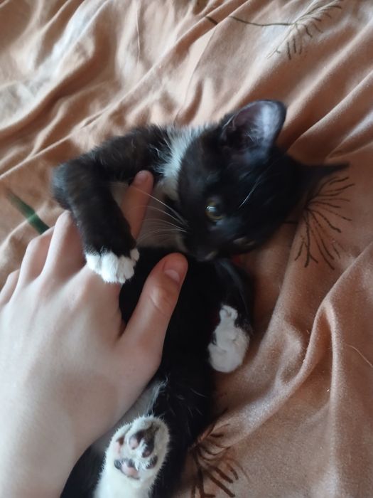 Котёнок мальчик 3,5 месяца