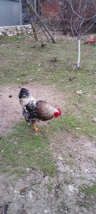 Продавам петел перфектен