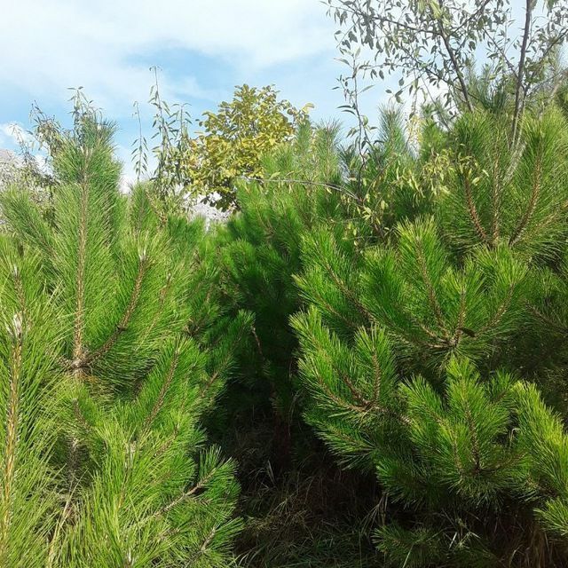 Manzarali daraxtlar sotladi