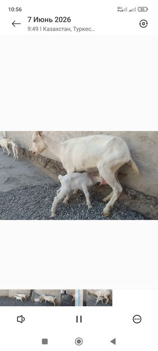Сауынды ешкилер лактармен