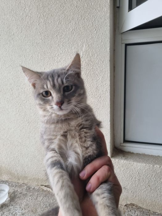 Кот.         мушук эркак