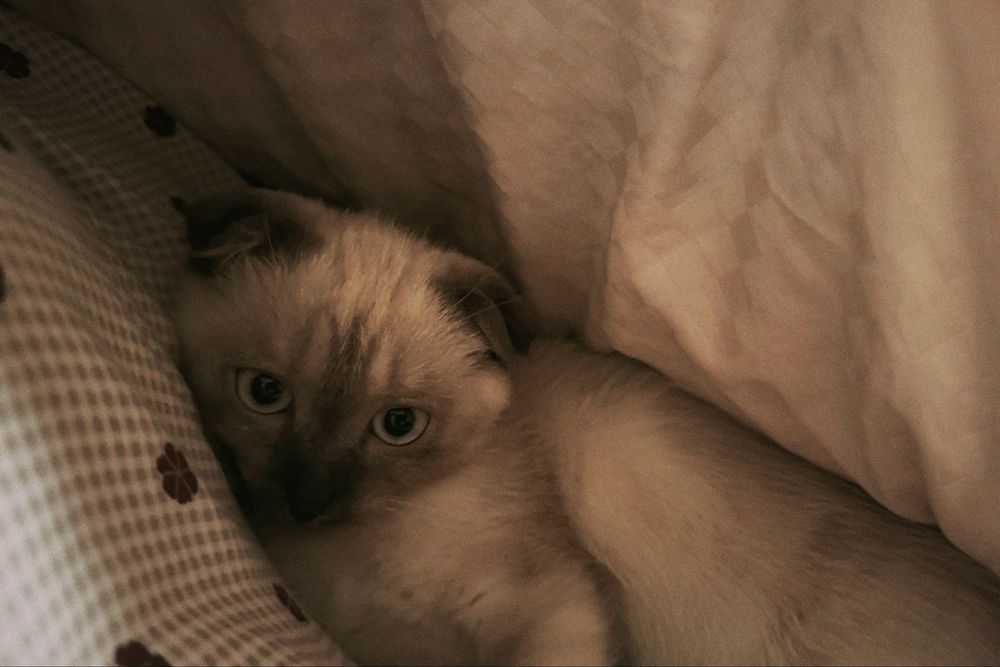 Котенок девочкаа