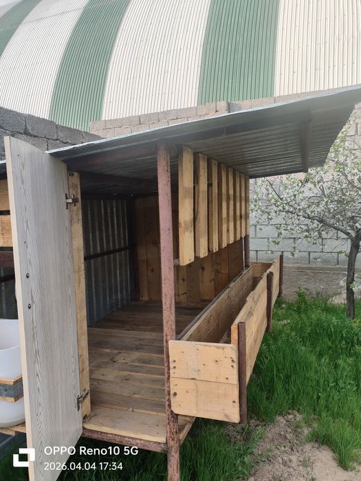 Қора Қошқар бордақылайтын