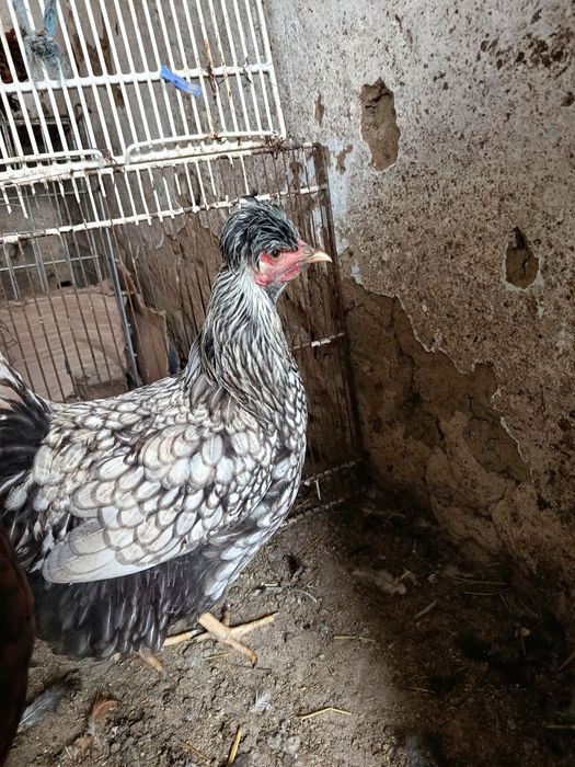 Oua pt incubat de la găini moțate ,golașe