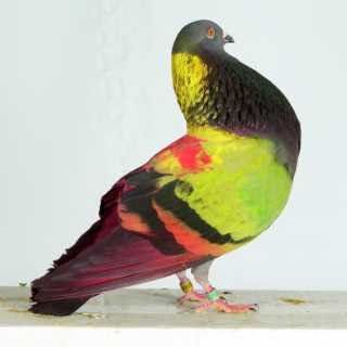 Боя за Гълъби боядисване на гълъби за състезание