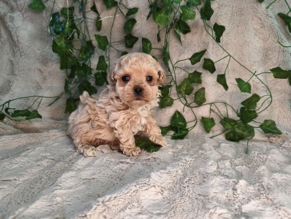 Vand baietel Maltipoo f1 mini toy