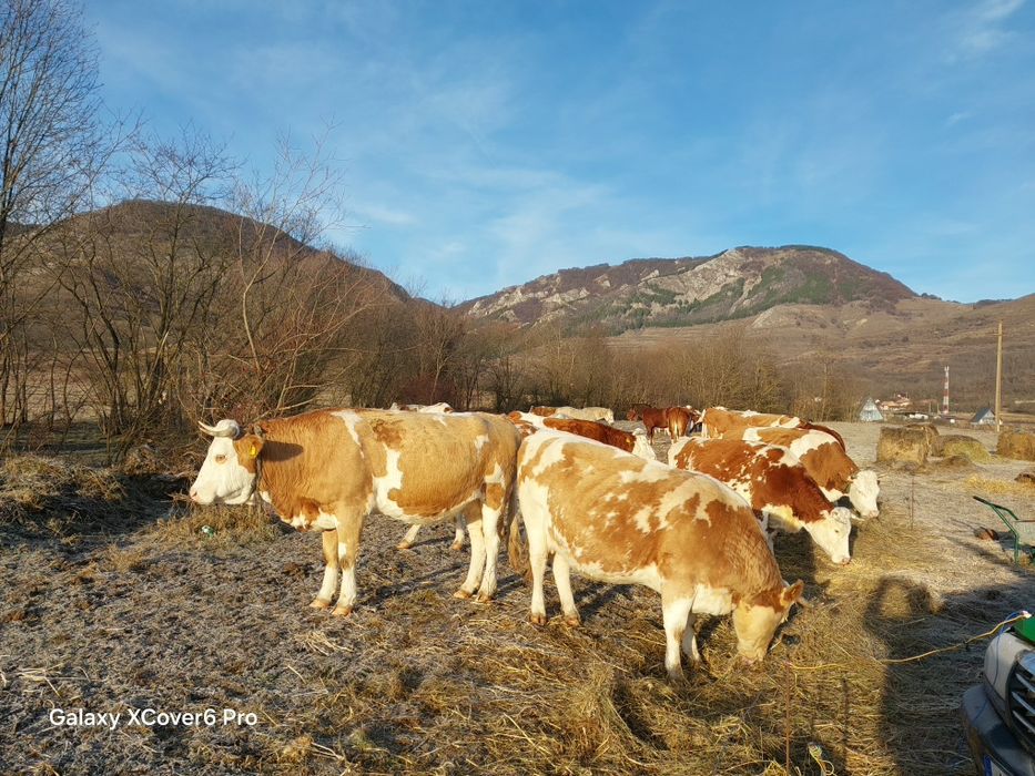 Vaci de vânzare cu vițel și cu lapte