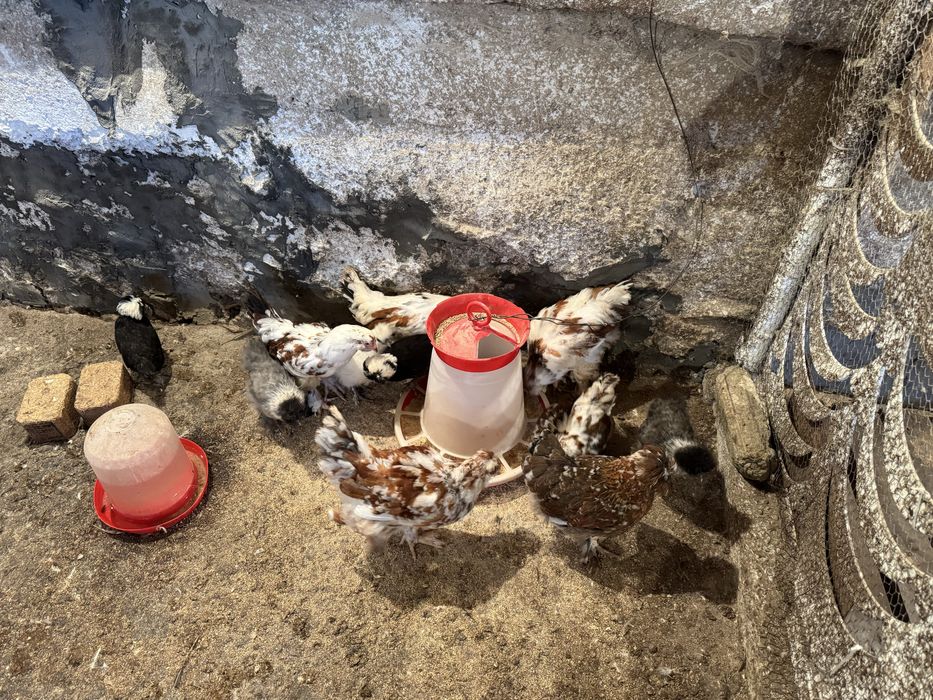 Пилета Струмски и югозападен стандарт