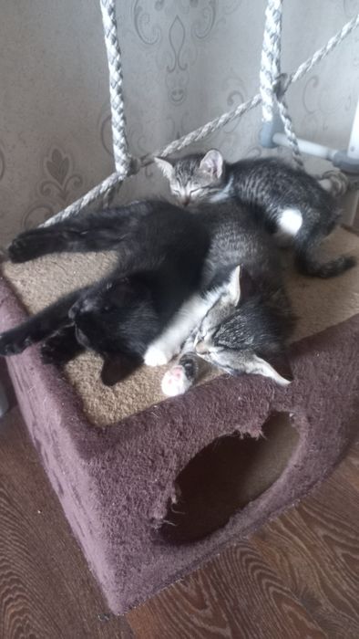 Отдам в добрые руки..котята.
