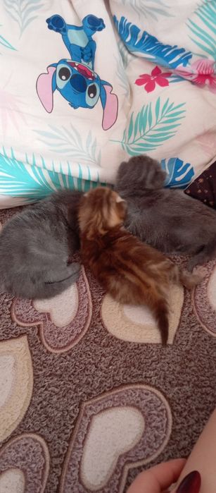 Британские котята