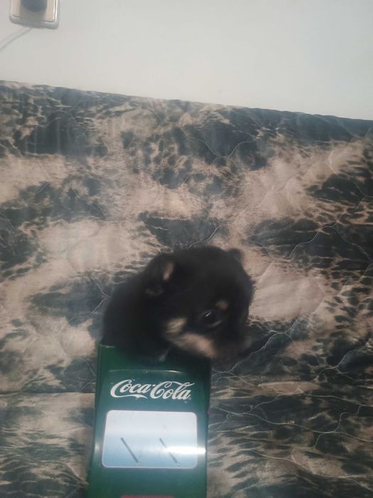 Свободни момчета чухопинчери