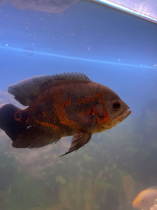 Аквариум рыба  астронотус