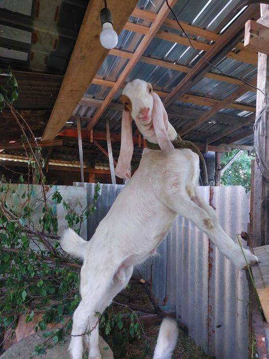 Козел камори на племя