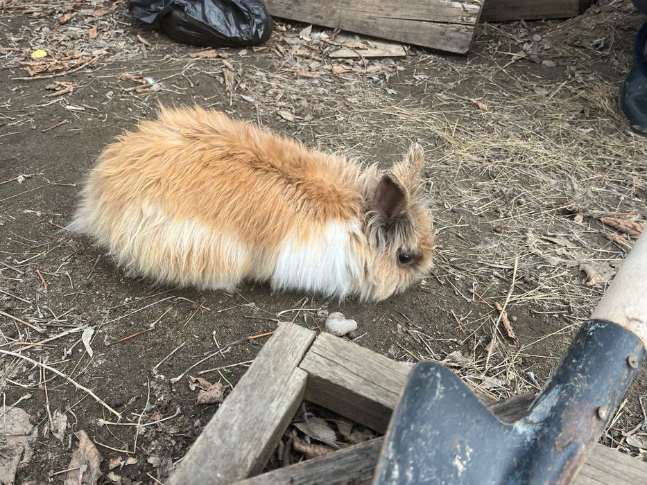 Продам декоративного кролика