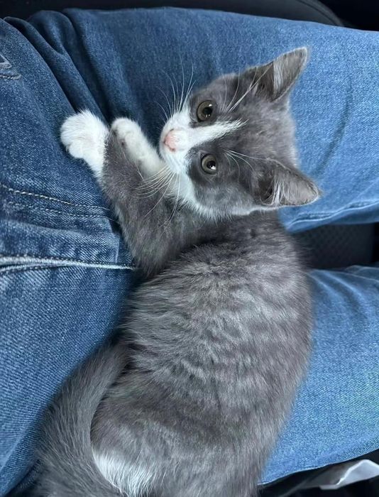 Отдам котенка в добрые руки.