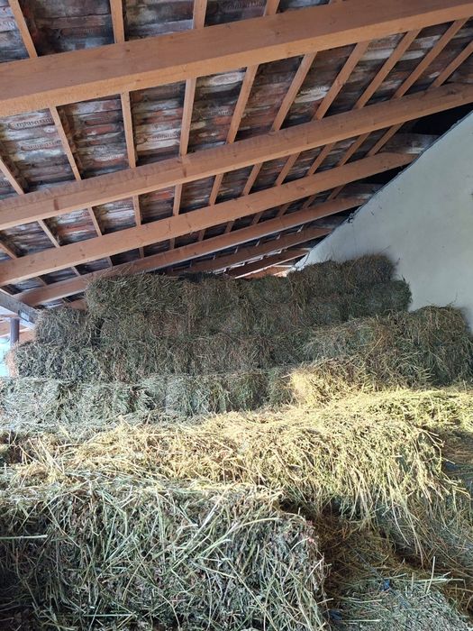 Vand baloți de lucernă