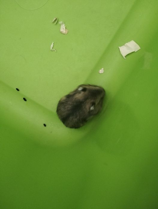 Hamsteri jucăuși