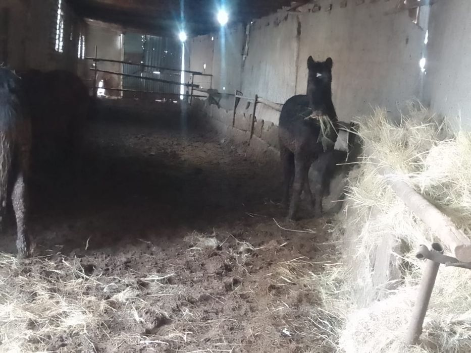 Продам откорм лошадей кунан