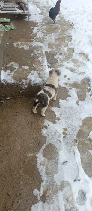 Choʼpon kuchuk bolasi