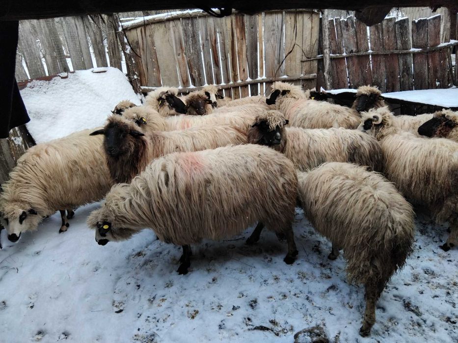 OII si un Berbec Sau Schimb Cu vitele