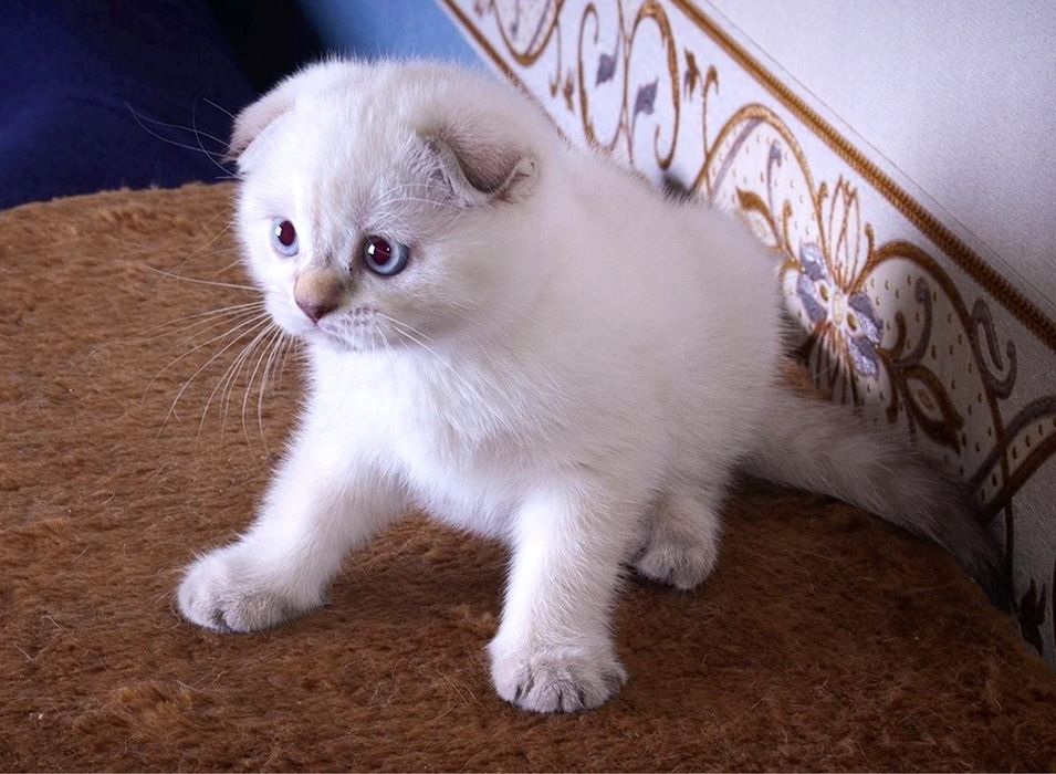 Вислоухие котята