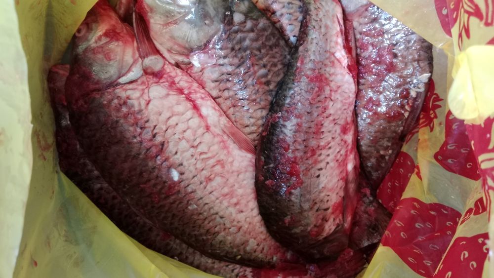 Аршылған сазан сатылады