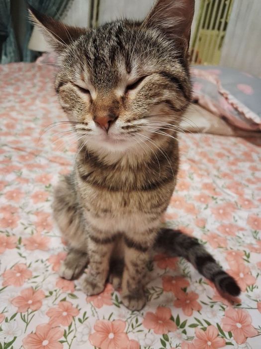 Mushuk bolasi hadiyaga