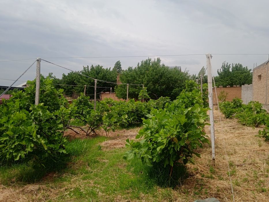 6 sotik bog sotiladi. 20tub anjiri bor suv gaz svetdan Momo yoqkochasi