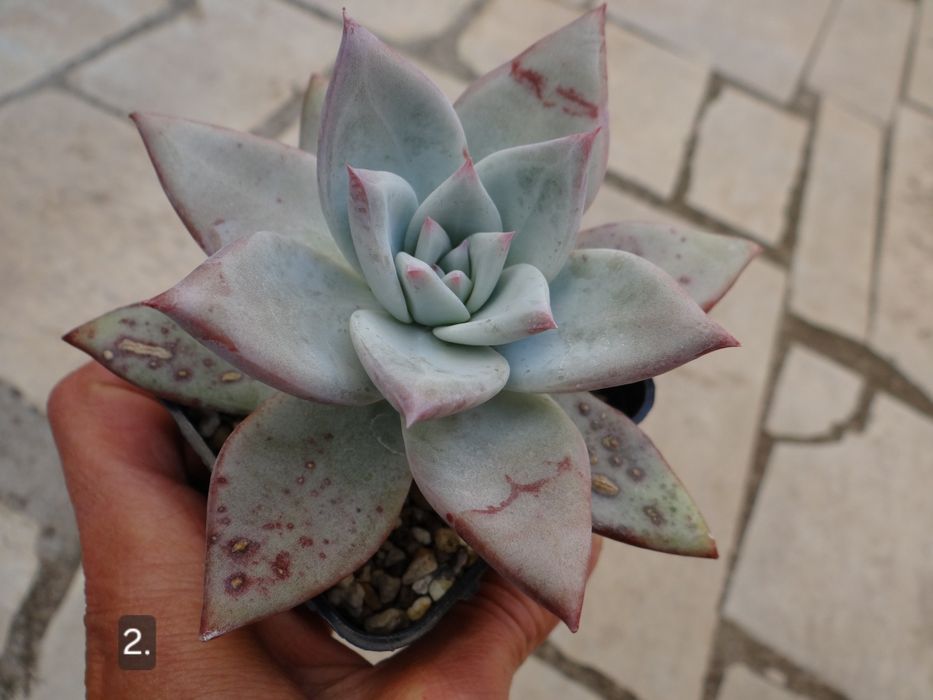 Сукуленти Echeveria различни видове