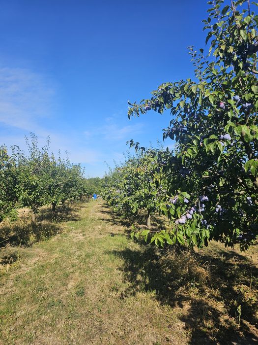 Prune Anna Spath de vânzare (Anașpet)