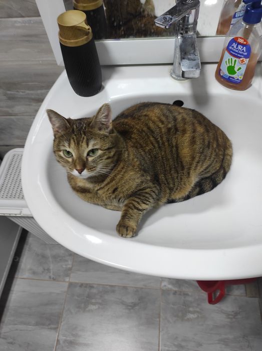 Отдам кошек в хорошие руки