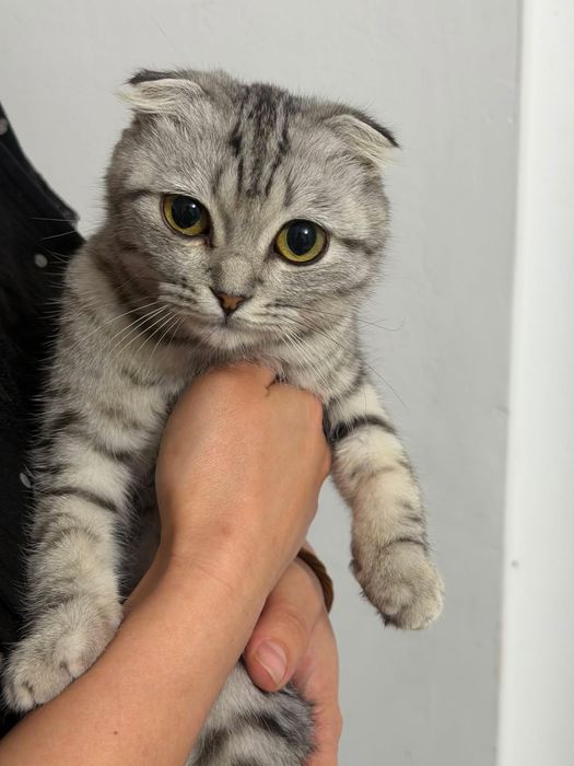 Кот 7- Месяц. Скоттиш Фолд