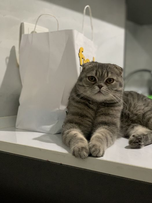 Вязка ( не продается) кушишга