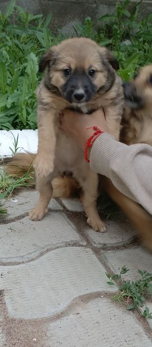Отдам щенят в добрые руки