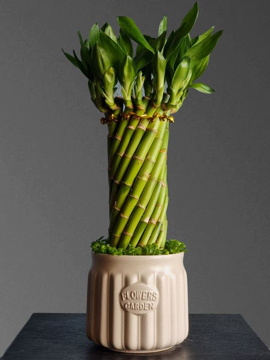 Бамбук для вашего дома и офиса орхидея орхидеи цветы гуллар